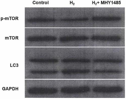 Specification for hydrogen treatment of reperfusion injury of dermal microvascular endothelial cells