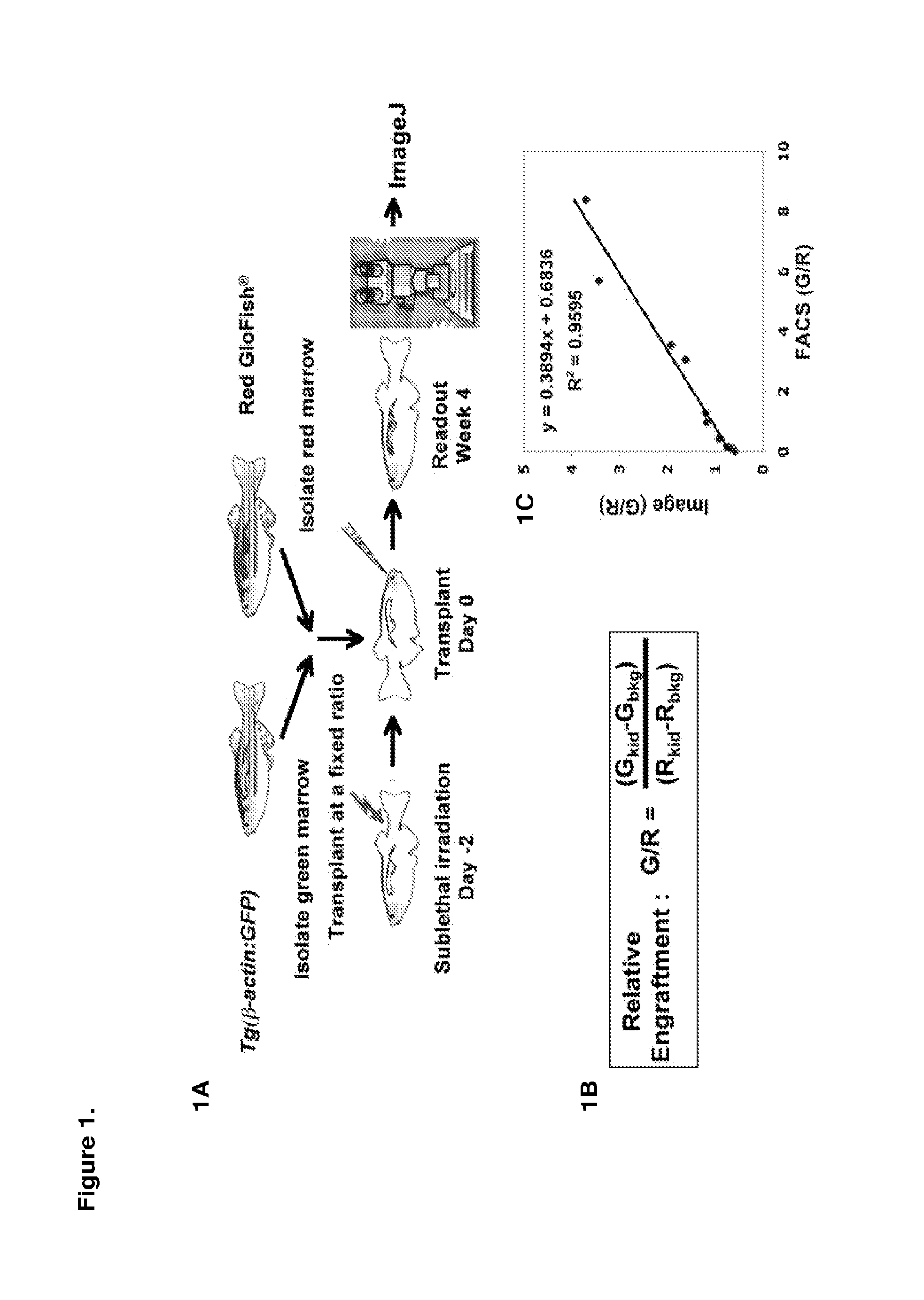 Methods for enhancing hematopoietic stem/progenitor cell engraftment