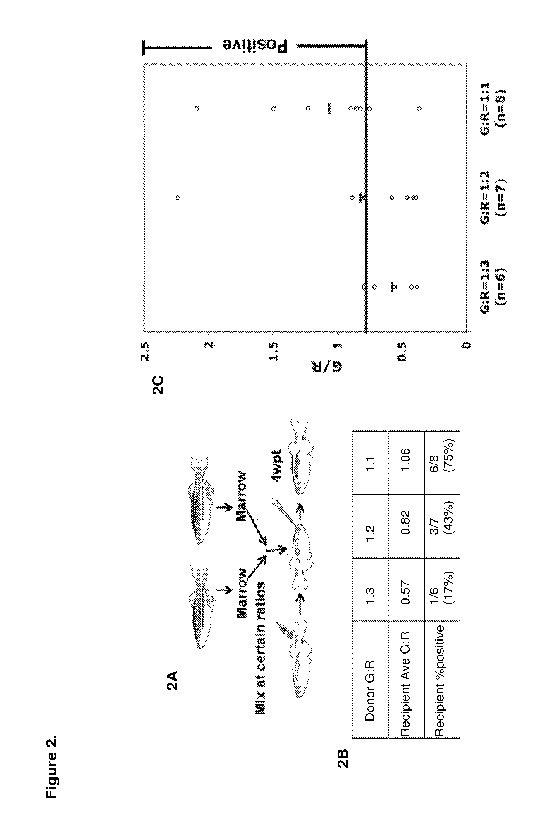 Methods for enhancing hematopoietic stem/progenitor cell engraftment