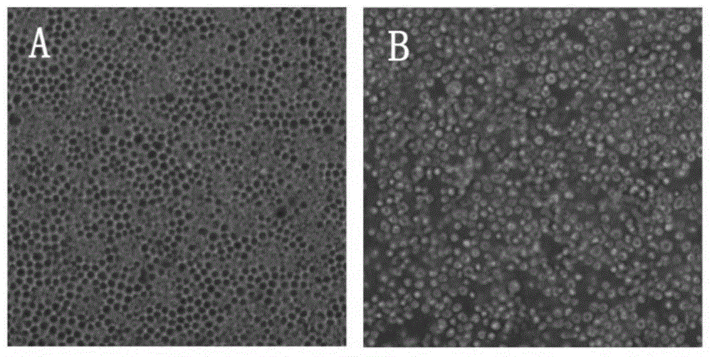 Mink parvovirus virus-like particle as well as preparation method and application thereof