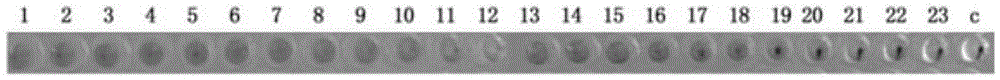 Mink parvovirus virus-like particle as well as preparation method and application thereof