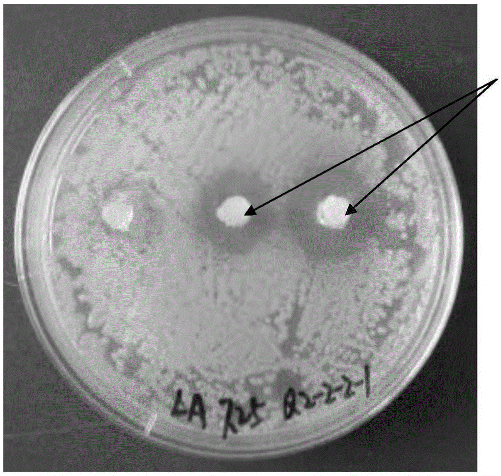 A strain of Enterobacter hallii and its application in the preparation of antibacterial drugs