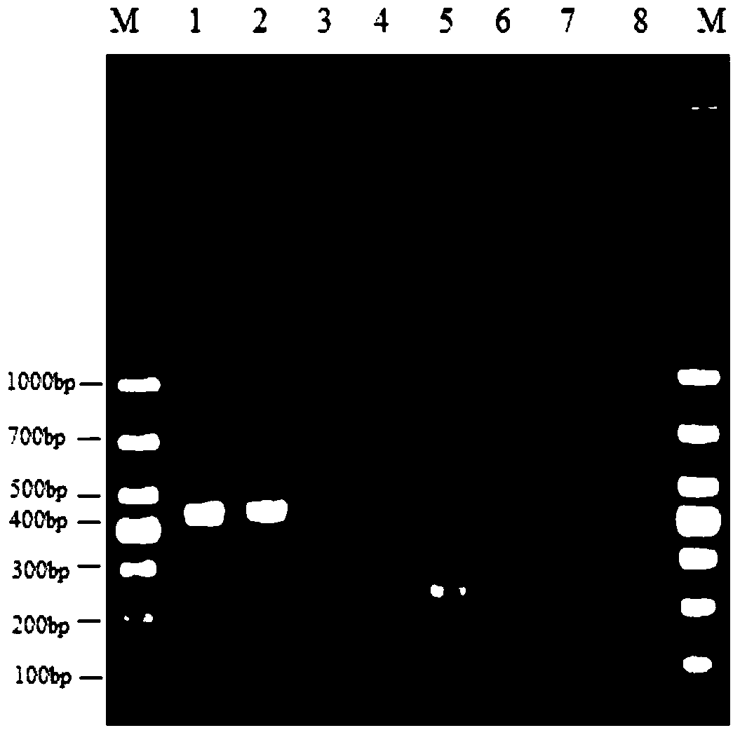 A kind of primer and method for detecting Enterobacter cloacae O20 type