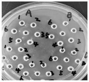 Vaccine strain screening method