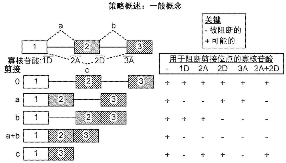 Cancer-targeted, virus-encoded, regulatable t (catvert) or nk cell (catvern) linkers