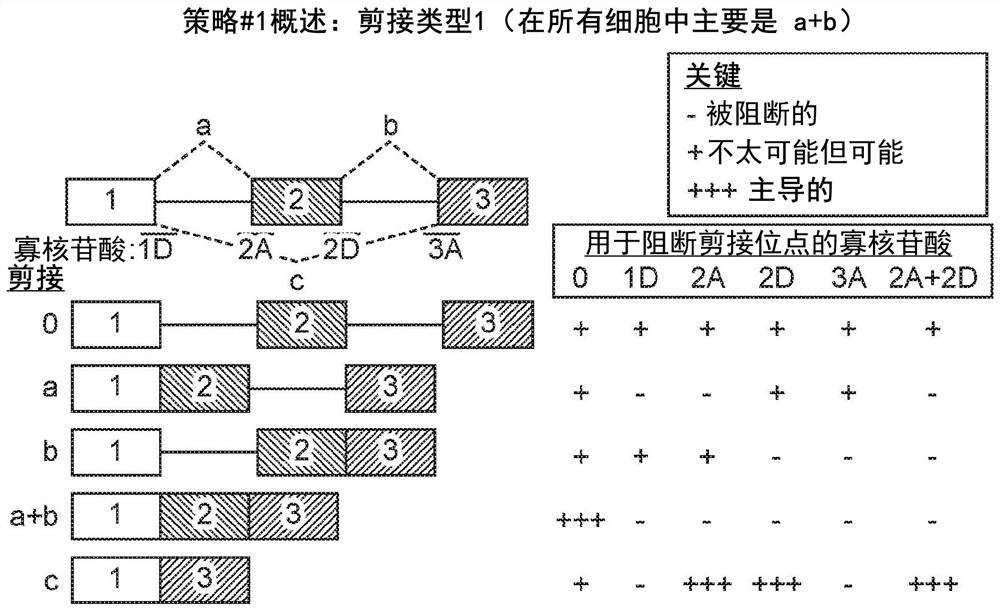 Cancer-targeted, virus-encoded, regulatable t (catvert) or nk cell (catvern) linkers