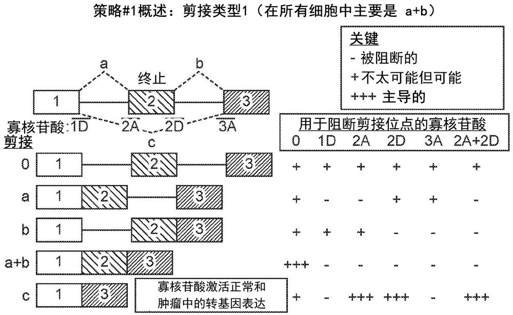 Cancer-targeted, virus-encoded, regulatable t (catvert) or nk cell (catvern) linkers