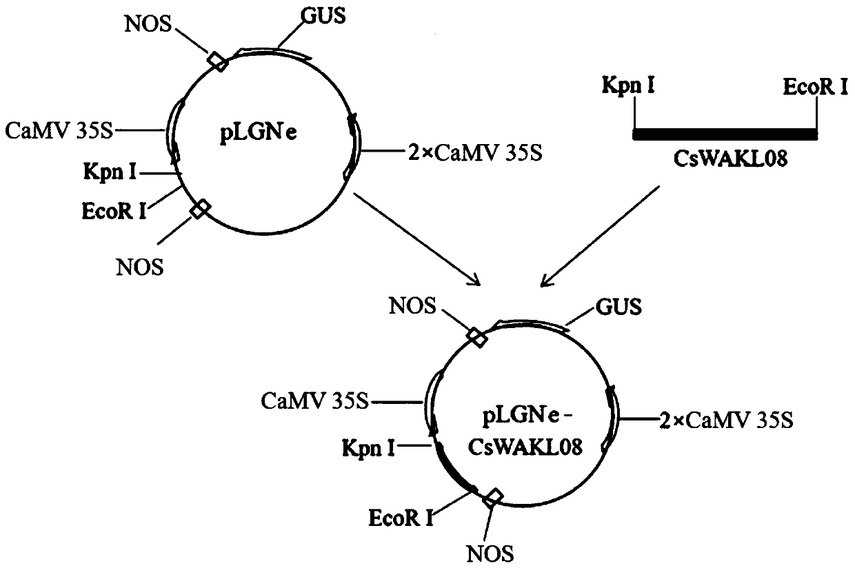 Method for improving resistance of citrus to canker diseases on basis of CsWAKL08 overexpression