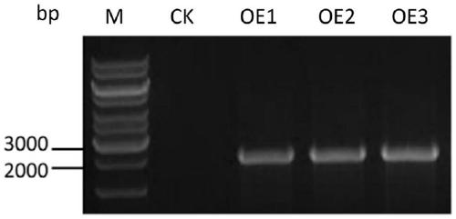 Method for improving resistance of citrus to canker diseases on basis of CsWAKL08 overexpression