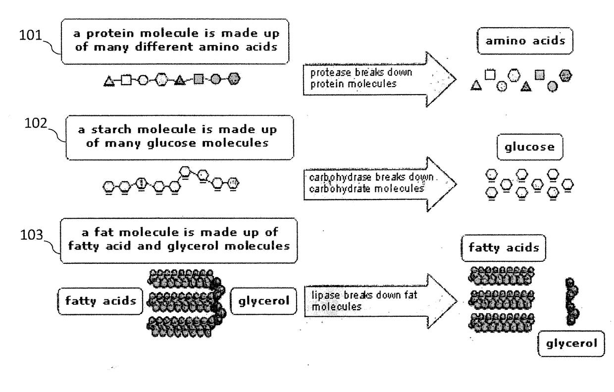 Enzyme fortified foods; add-ons, suspended and coated processes