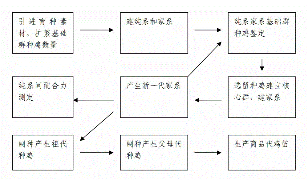Breeding method of red Yao ma chickens