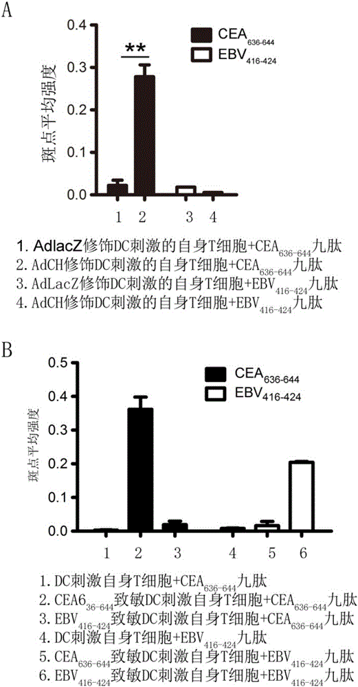 HLA-A11 restricted and carcino-embryonic antigen originated epitope peptide and application thereof