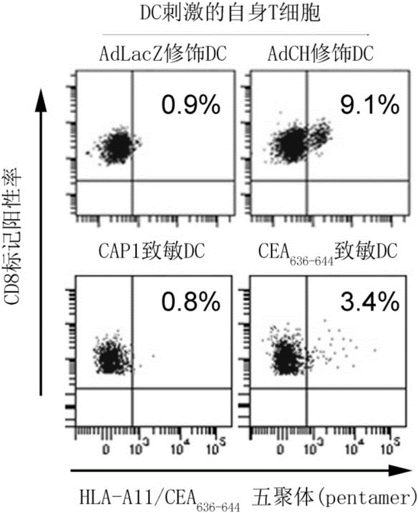 HLA-A11 restricted and carcino-embryonic antigen originated epitope peptide and application thereof