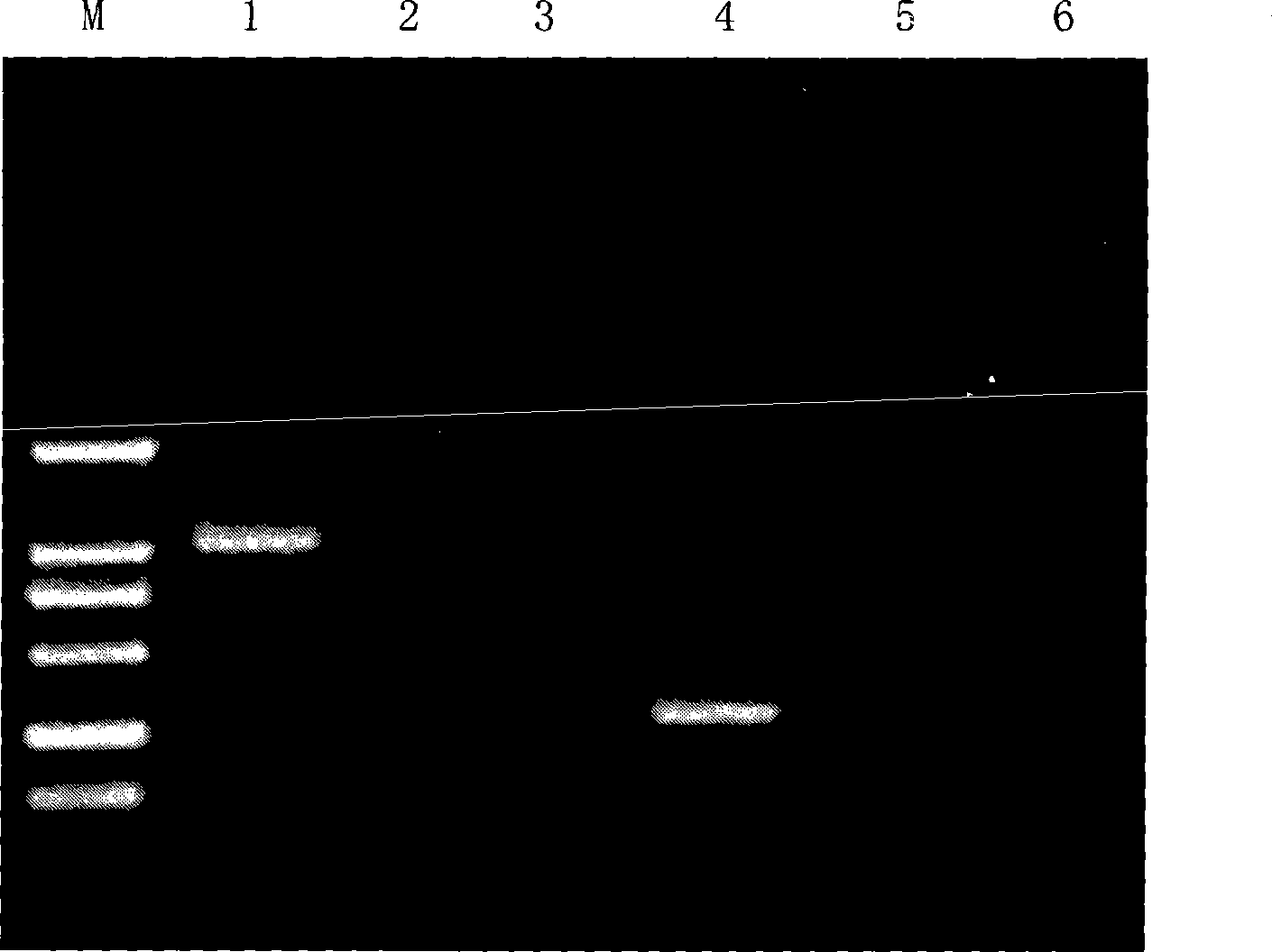 Quality evaluation process of inactivate effect of methylen blue photochemical virus and quality-controlling products thereof