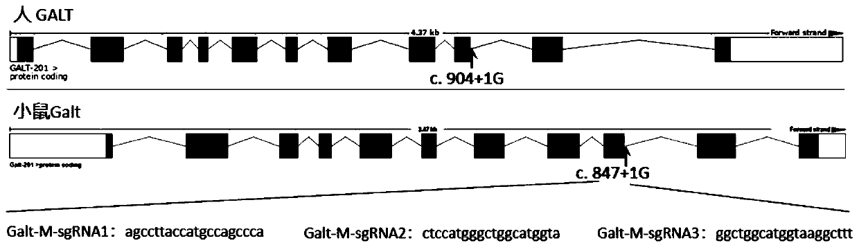 Single guide RNA (sgRNA) guiding sequence specifically targeting mouse Galt gene and application of sgRNA guiding sequence