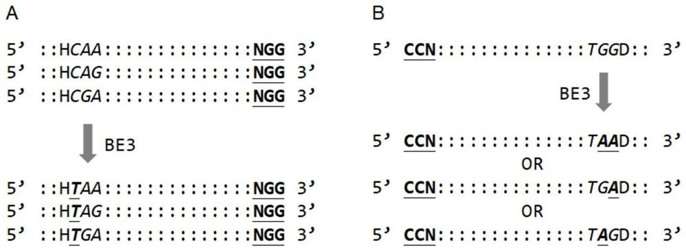 Efficient knockout of the same gene by co-injection of multiple sgRNAs