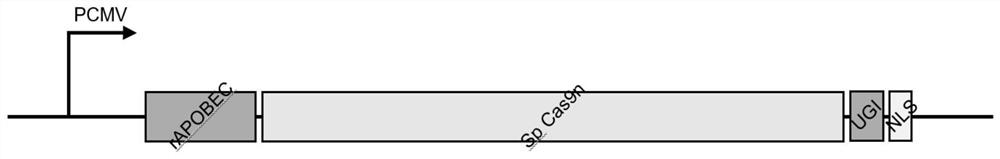 Efficient knockout of the same gene by co-injection of multiple sgRNAs