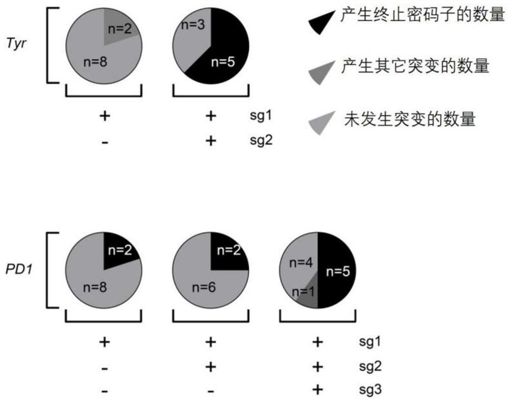 Efficient knockout of the same gene by co-injection of multiple sgRNAs