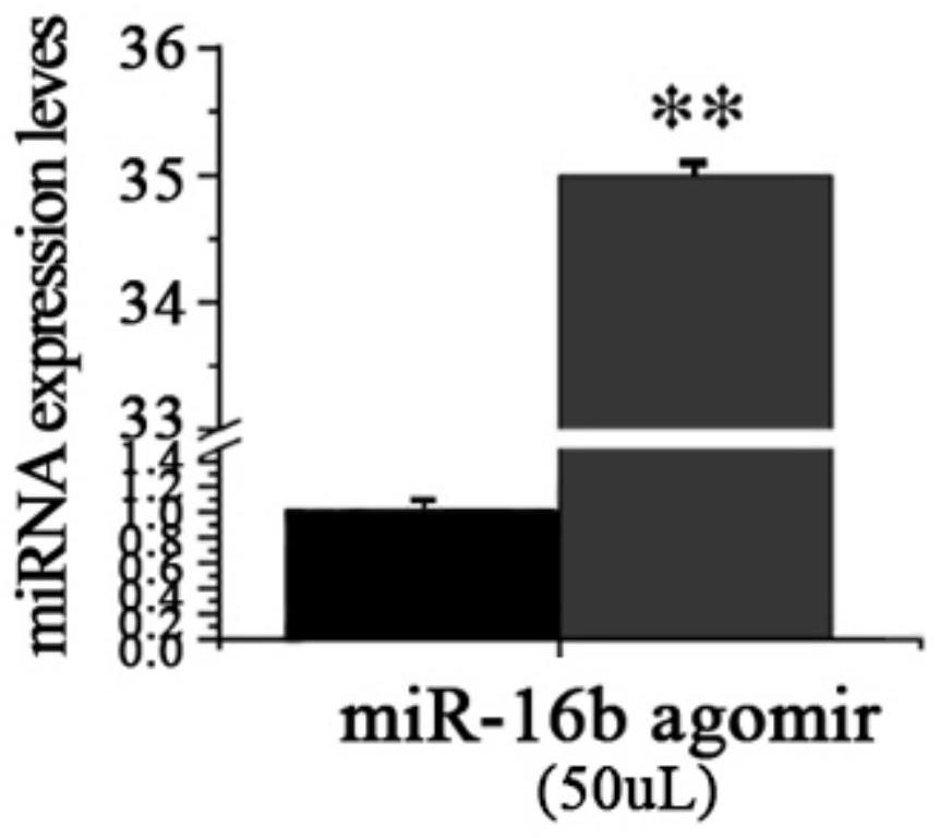 Construction method and application of mouse mammary tissue miRNA overexpression model