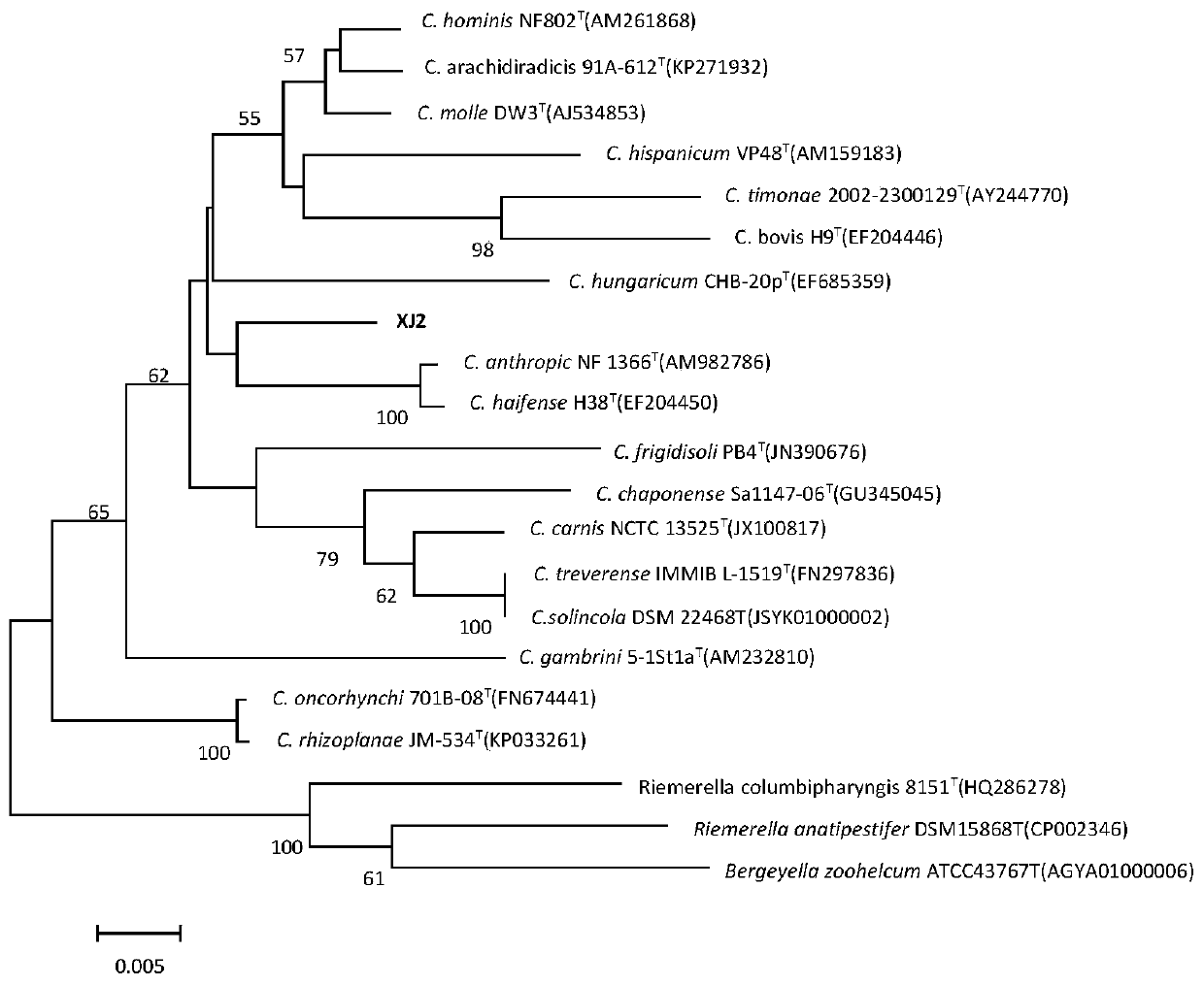 A new strain of natural yellow pigment producing bacteria xj2 and its preparation and application