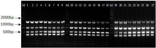 Multiplex PCR (polymerase chain reaction) primers, method and kit for detecting three types of toxigenic fungi polluting traditional Chinese medicinal materials