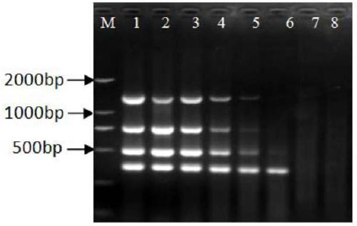Multiplex PCR (polymerase chain reaction) primers, method and kit for detecting three types of toxigenic fungi polluting traditional Chinese medicinal materials