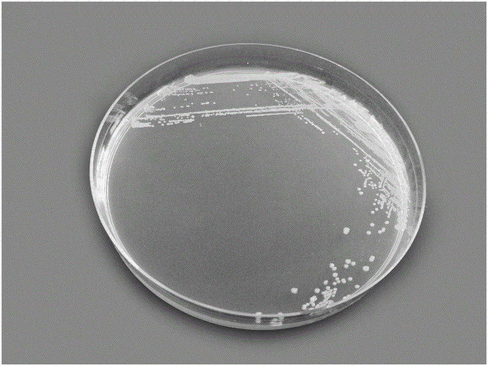 Lactobacillus reuteri and its application