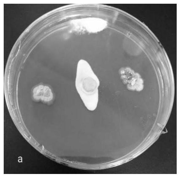 Streptomyces sulforabies and its application in the control of citrus green mildew