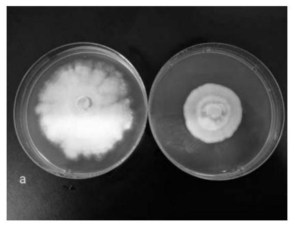 Streptomyces sulforabies and its application in the control of citrus green mildew
