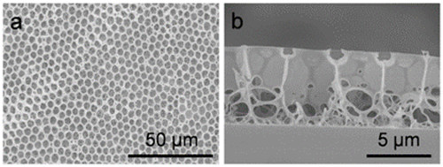 A kind of low dielectric constant polyimide porous film and preparation method thereof