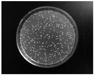 Alginate composite antibiotic dressing and the preparation method