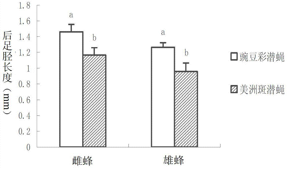Propagation method of Diglyphus isaea by use of Chromatomyia horticola