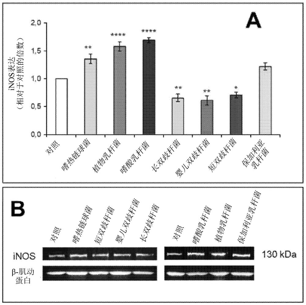 Composition with antibacterial and re-epithelializing action including probiotics
