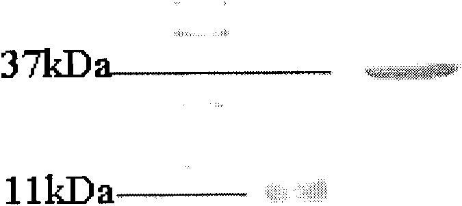 VEGFR-2 resistant monoclonal antibody with human and mouse cross reaction as well as preparation method and application thereof