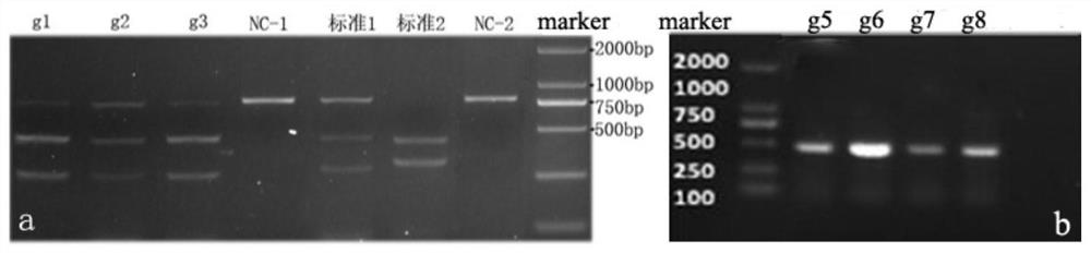 sgRNA targeting the apobec3g gene and a method for knocking out the apobec3g gene in cynomolgus monkeys