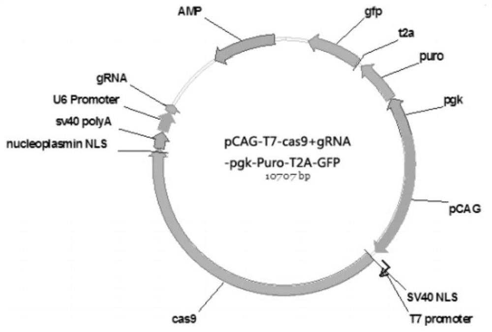 sgRNA targeting the apobec3g gene and a method for knocking out the apobec3g gene in cynomolgus monkeys