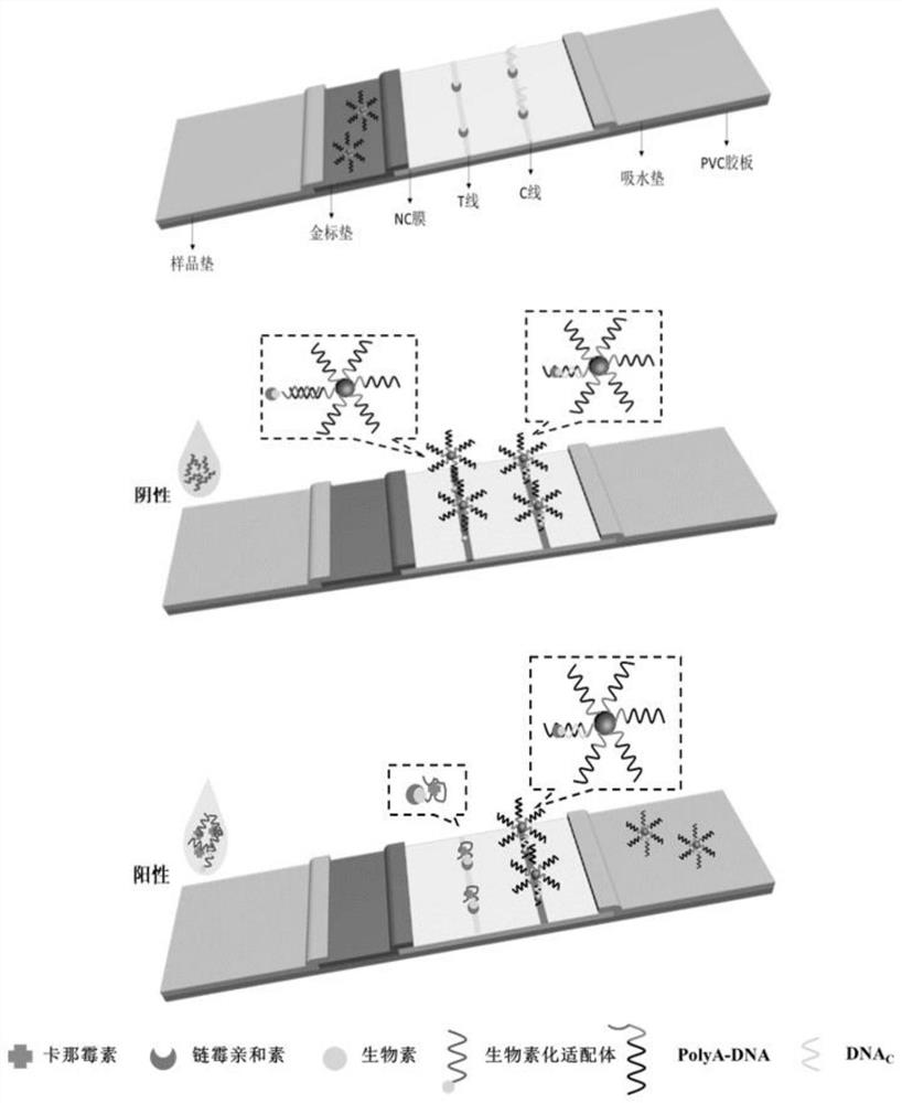 Universal aptamer colloidal gold lateral chromatography test paper for detecting small molecular substances