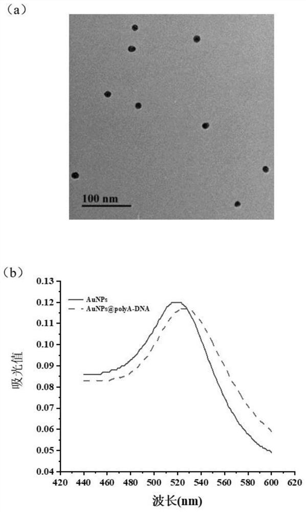 Universal aptamer colloidal gold lateral chromatography test paper for detecting small molecular substances