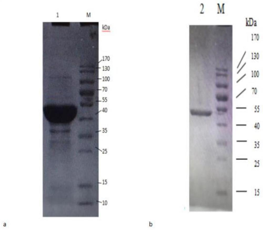 Phthalate ester degrading enzyme gene, its encoded product and preparation method