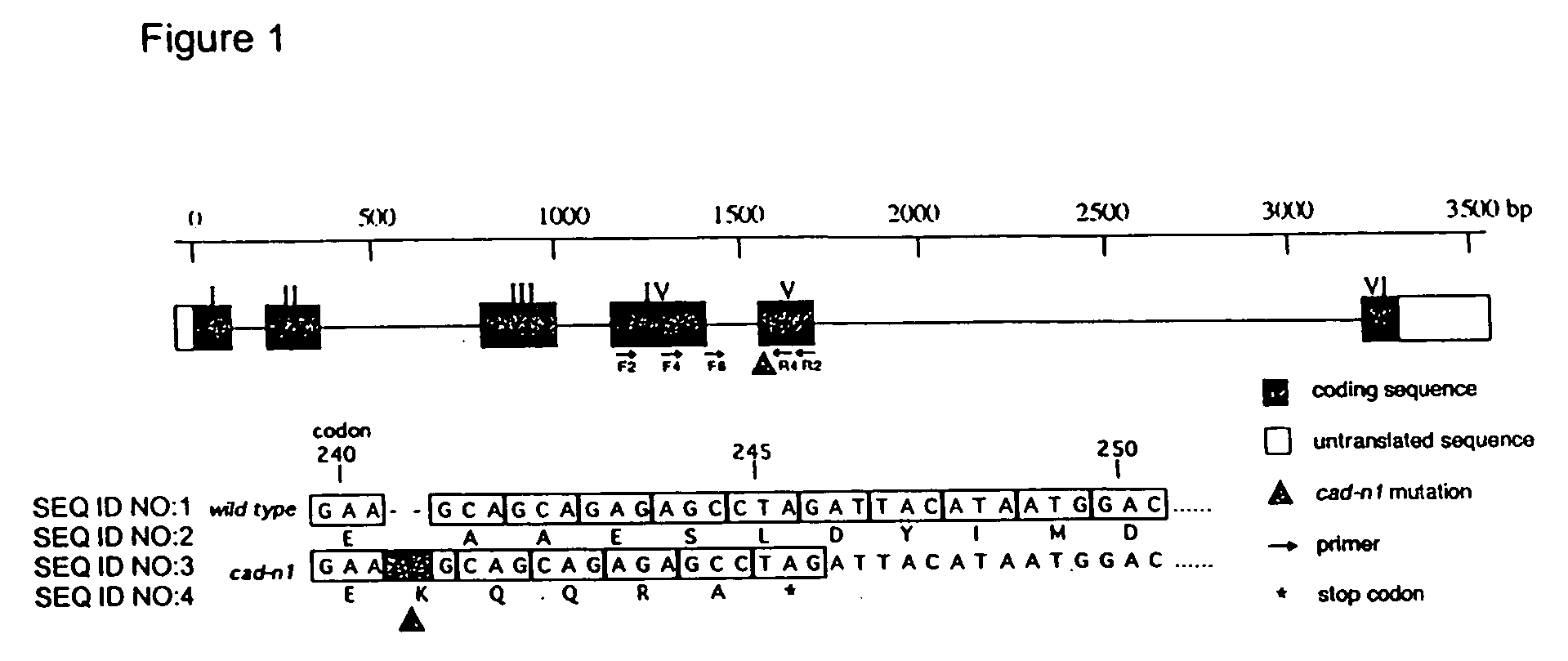 Compositions and methods for detecting a sequence mutation in the cinnamyl alcohol dehydrogenase gene associated with altered lignification in loblolly pine