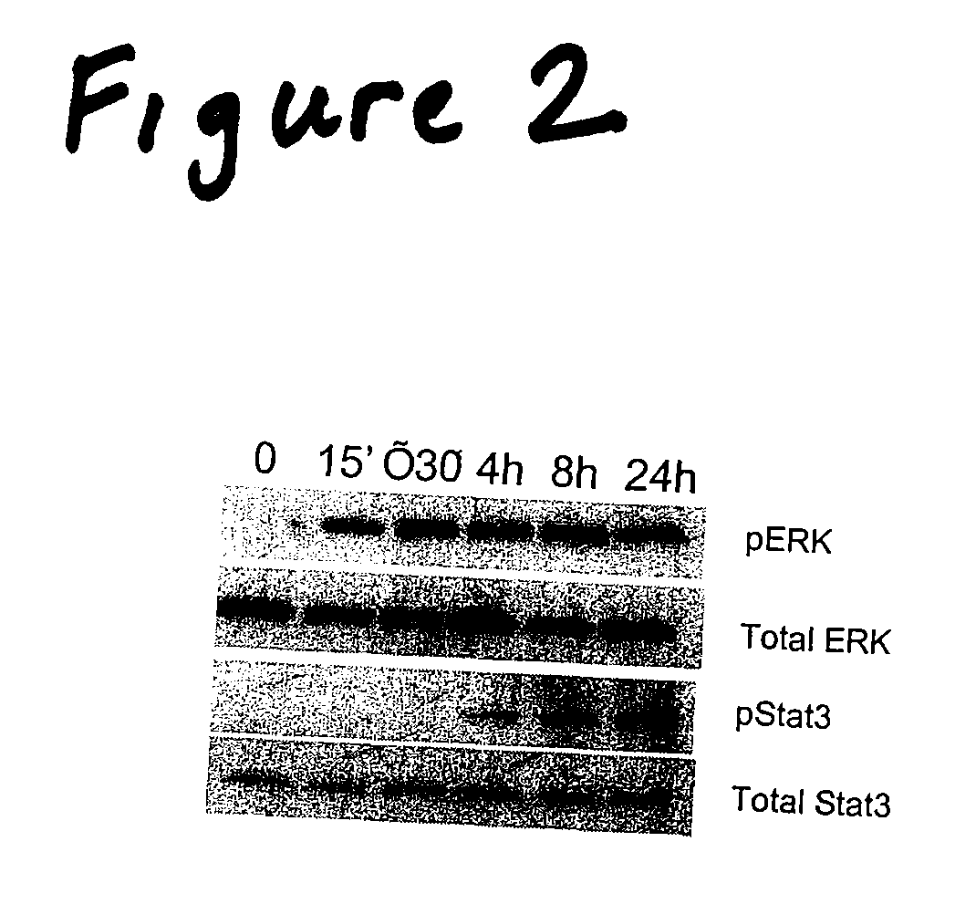 Method of treatment of type-1 diabetes with a humanin analogue