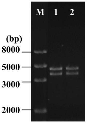 Penicillin-binding protein bt-pbp2x and its application