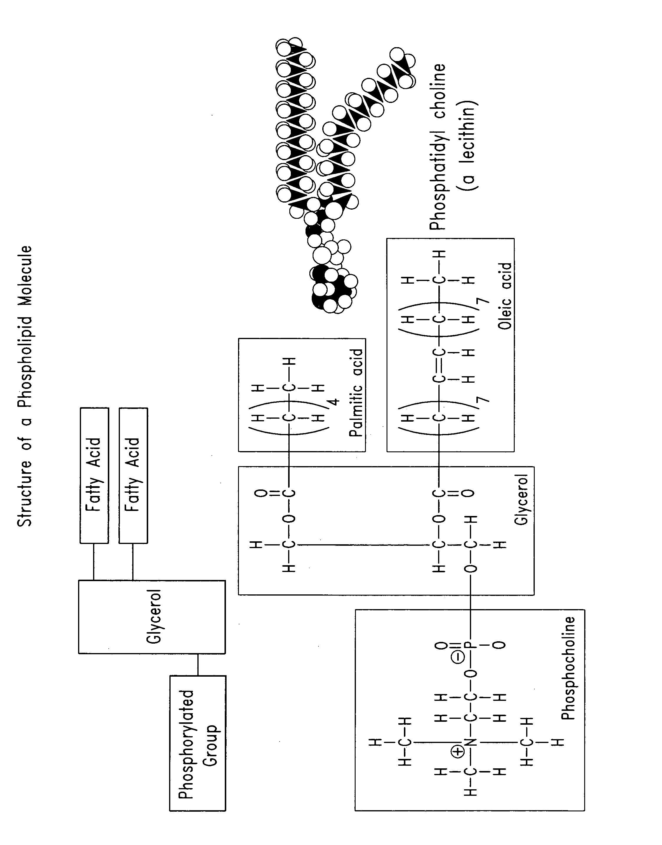 Phospholipid compositions and methods for their preparation and use