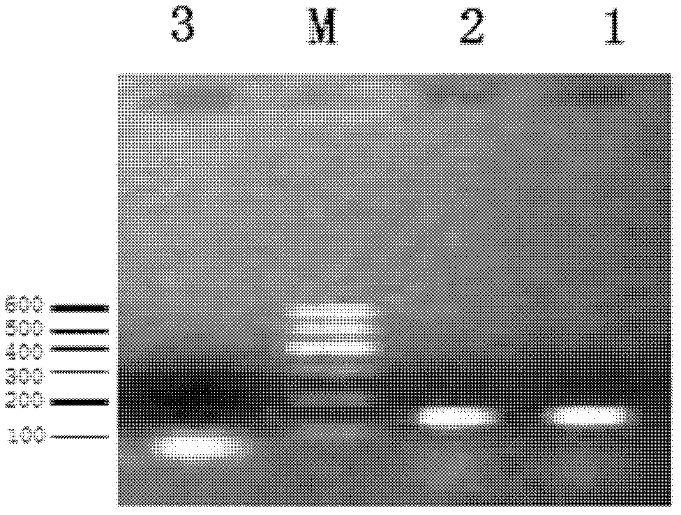Kit and method for detecting fish pathogenic bacteria