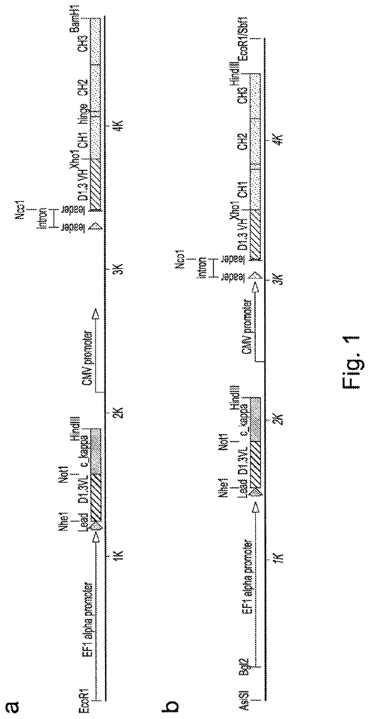 Preparation of libraries of protein variants expressed in eukaryotic cells and use for selecting binding molecules