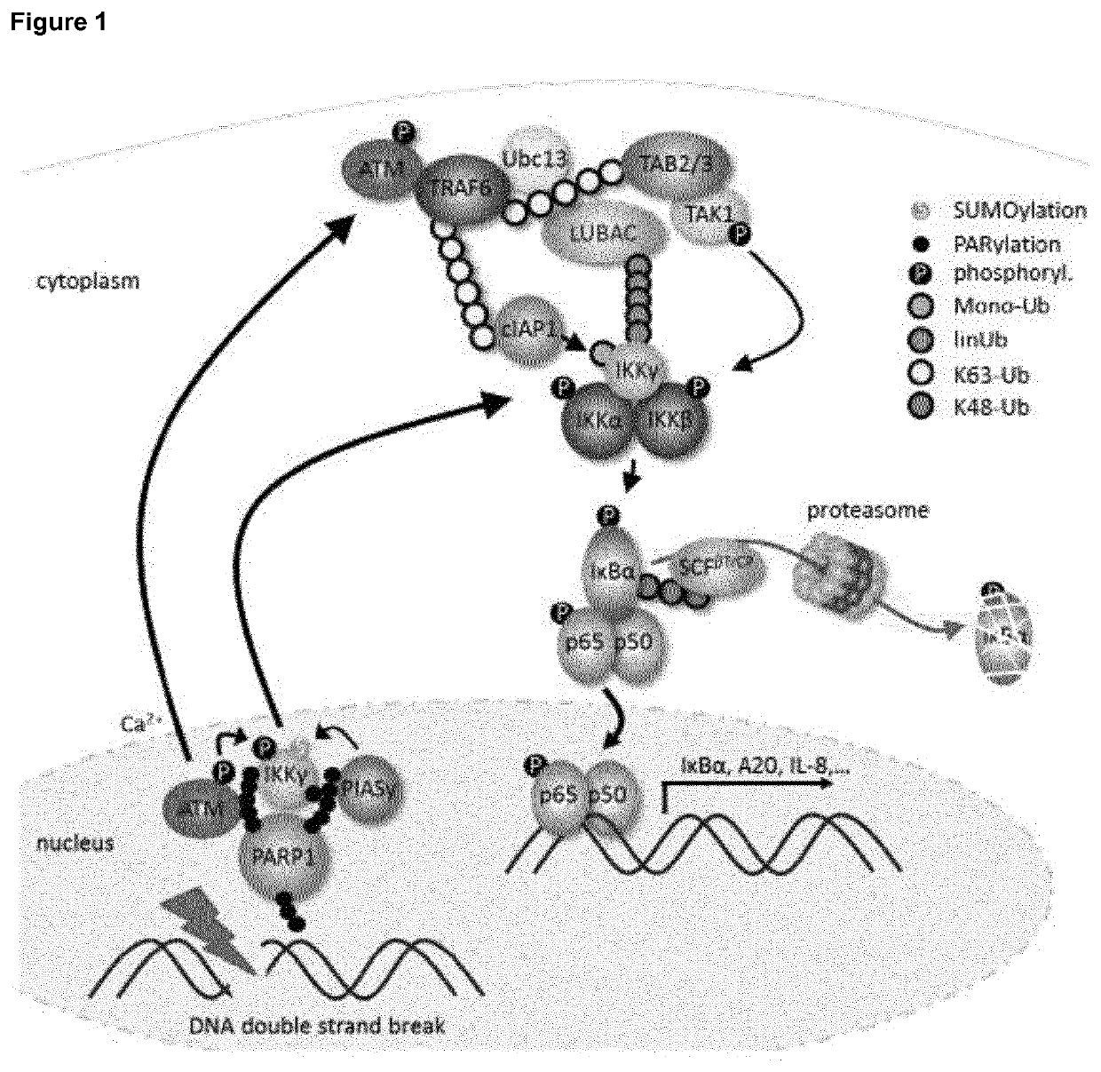 Selective inhibitors of gentotoxic steress-induced IKK/NF-κB pathways