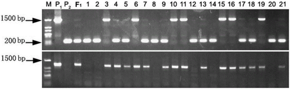 Set of reagents used for identification or assistant identification of cucurbita maxima vine length characters, and cucurbita maxima vine length molecular markers