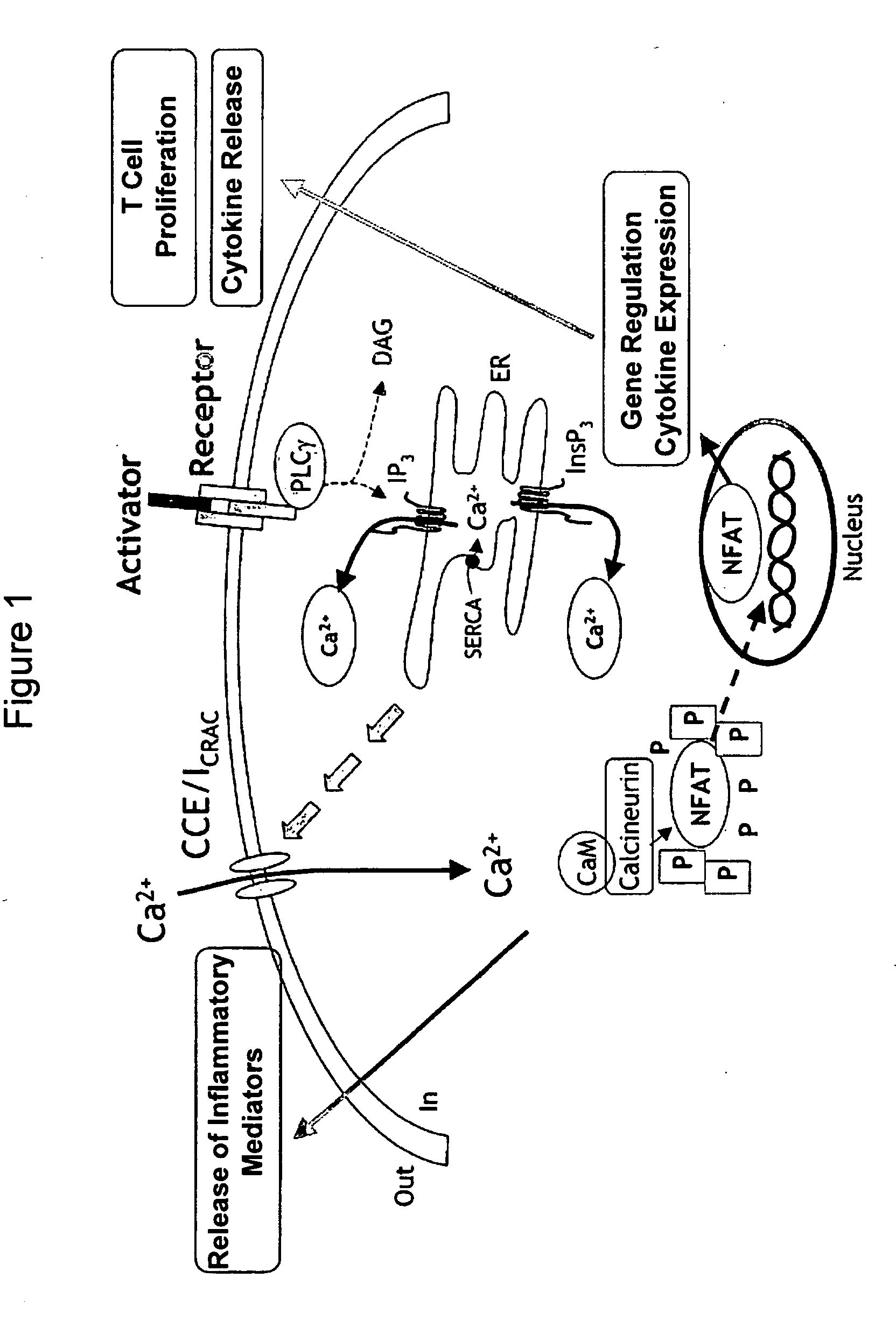 Methods of modulating and identifying agents that modulate intracellular calcium
