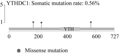 Gene marker for pancreatic cancer examination