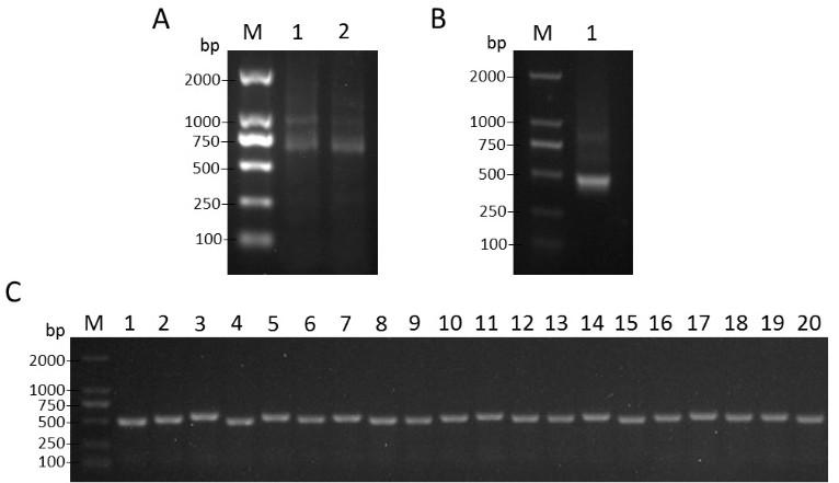 Cry1ab toxin mimetic antigen based on anti-idiotypic nanobody and its application